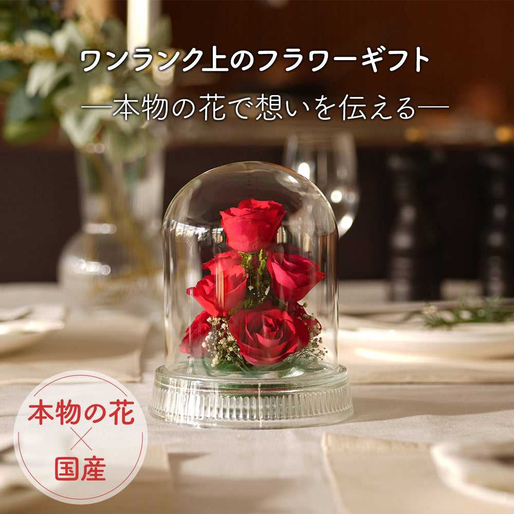 Passion Dome M(G-W)